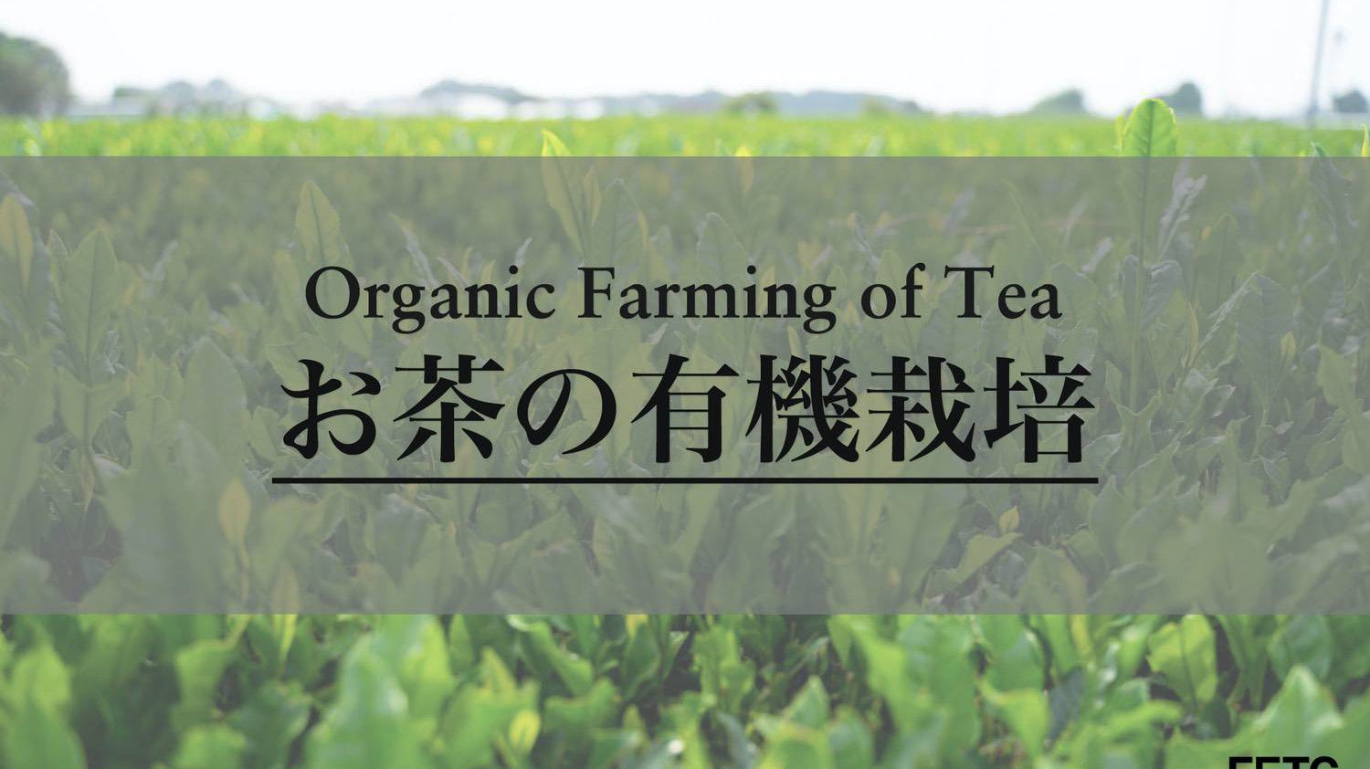 Organic Farming of Tea