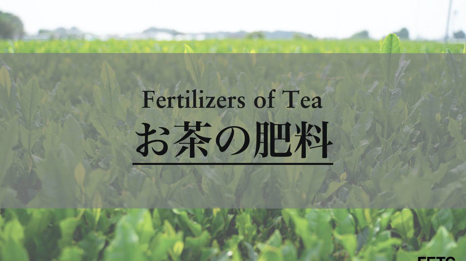 Fertilizers for Tea