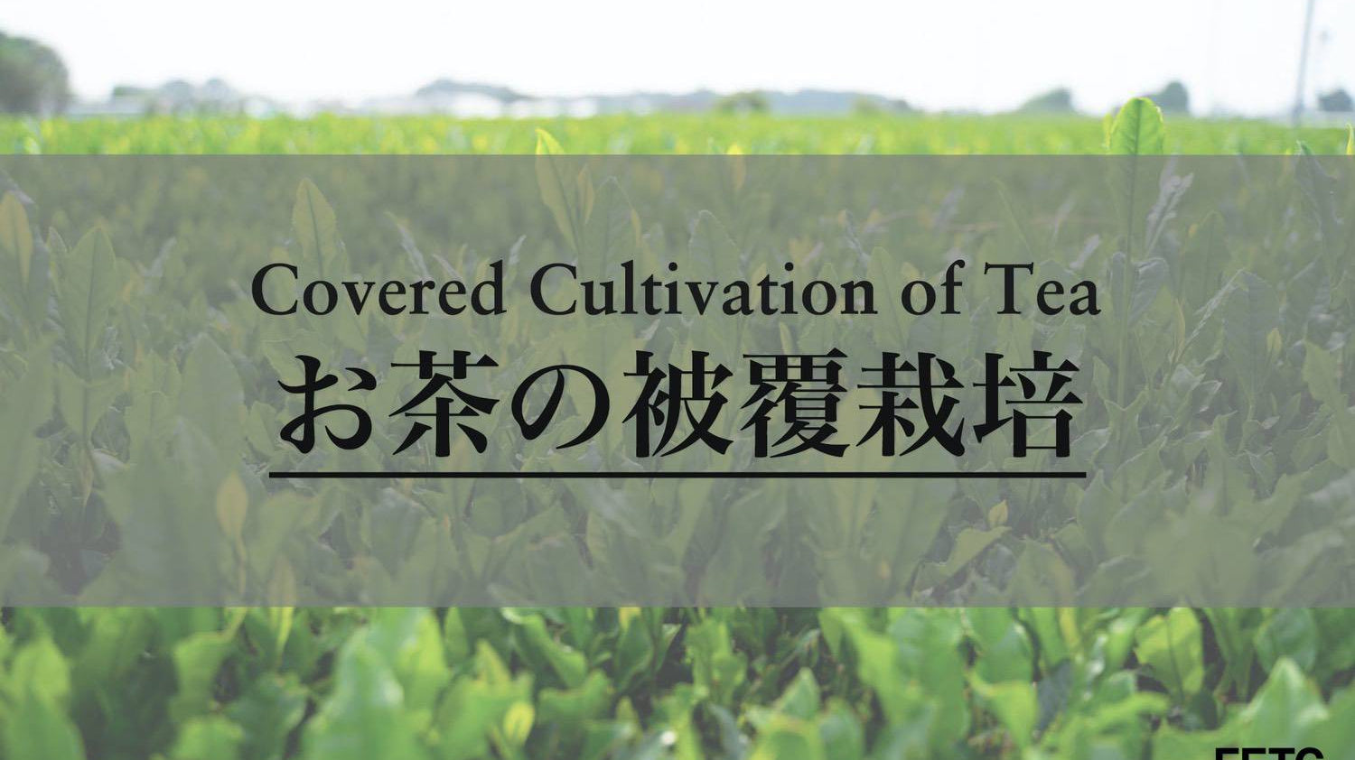 Shaded tea cultivation with black cover nets over rows of Japanese tea plants
