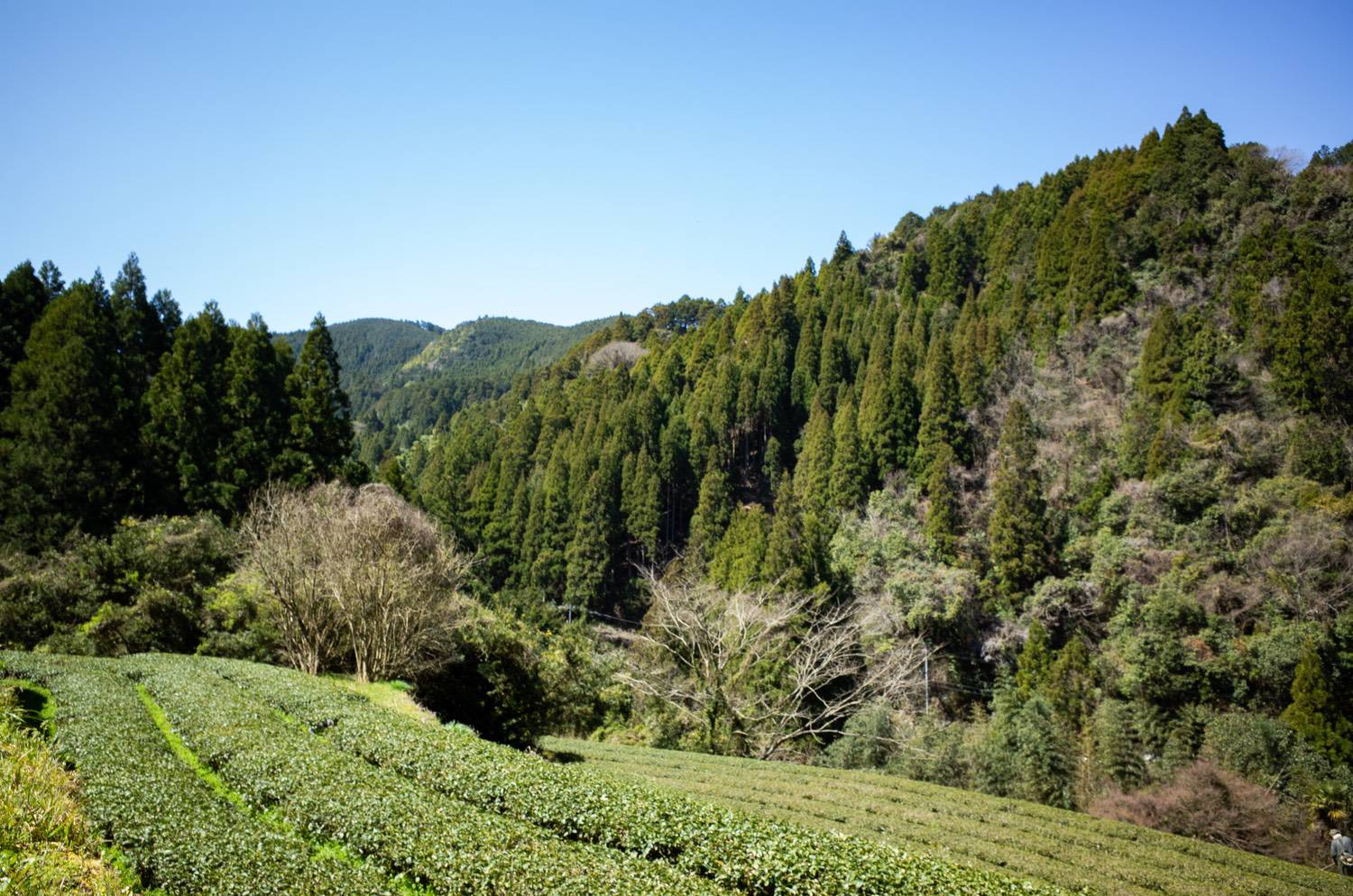 最高の茶畑で手間暇かけた有機のお茶を。｜福岡県うきは市〈新川製茶〉