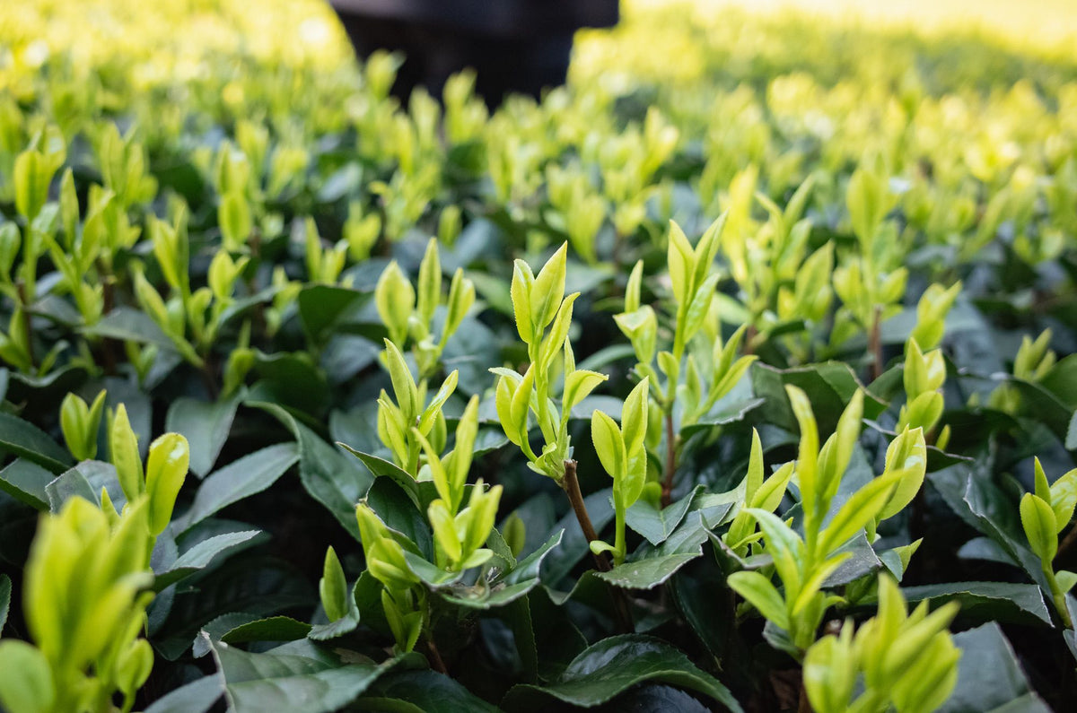 Mastering Yabukita. Nagayama Tea Farm.