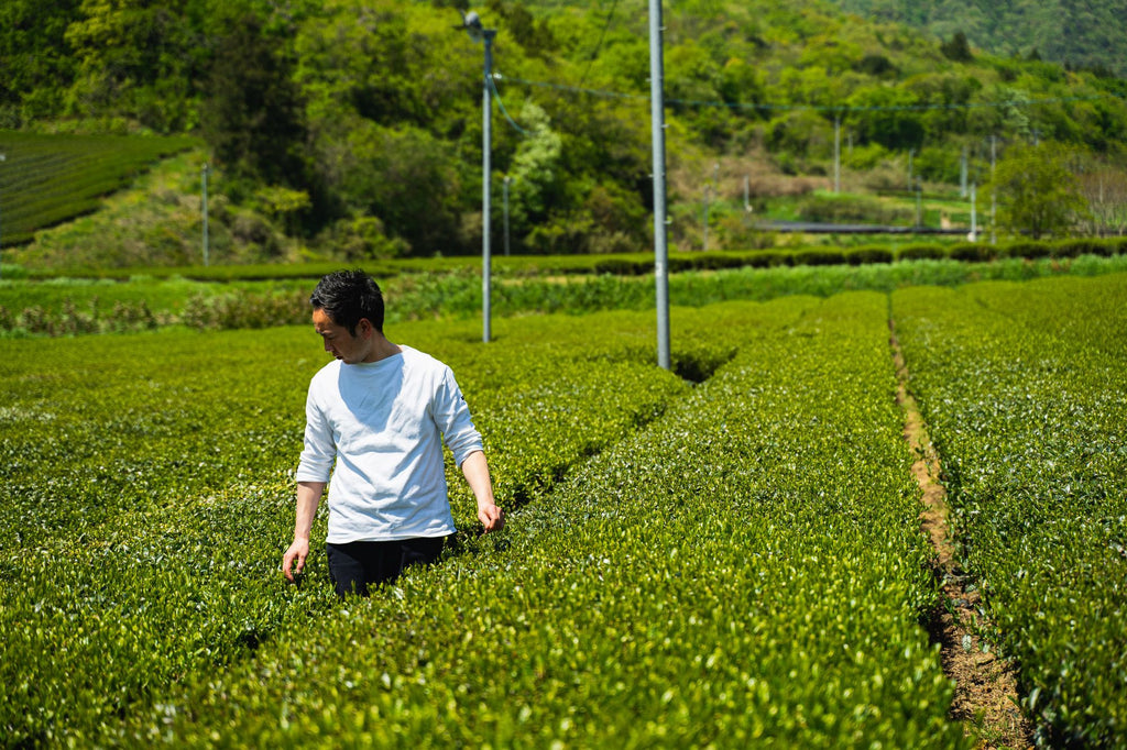Be wise, be stoic. Everything we can do to make delicious tea. | Izumo Tea Factory in Izumo City, Shimane