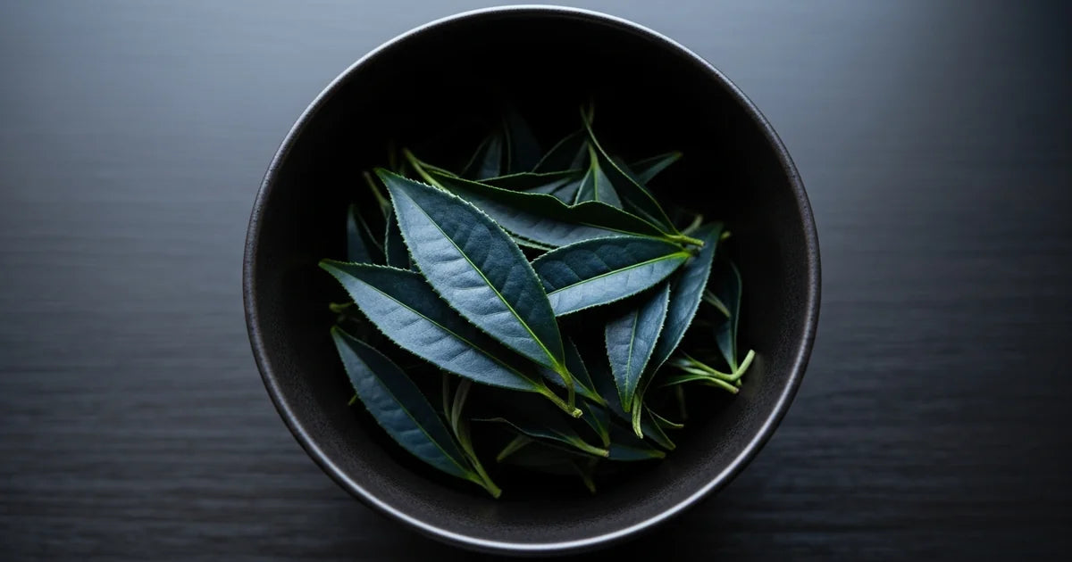 Okumidori tea cultivar leaves for matcha production showing deep blue-green color