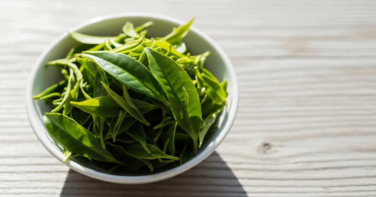 Tsuyuhikari tea cultivar leaves with natural sweetness shown in Shizuoka morning light
