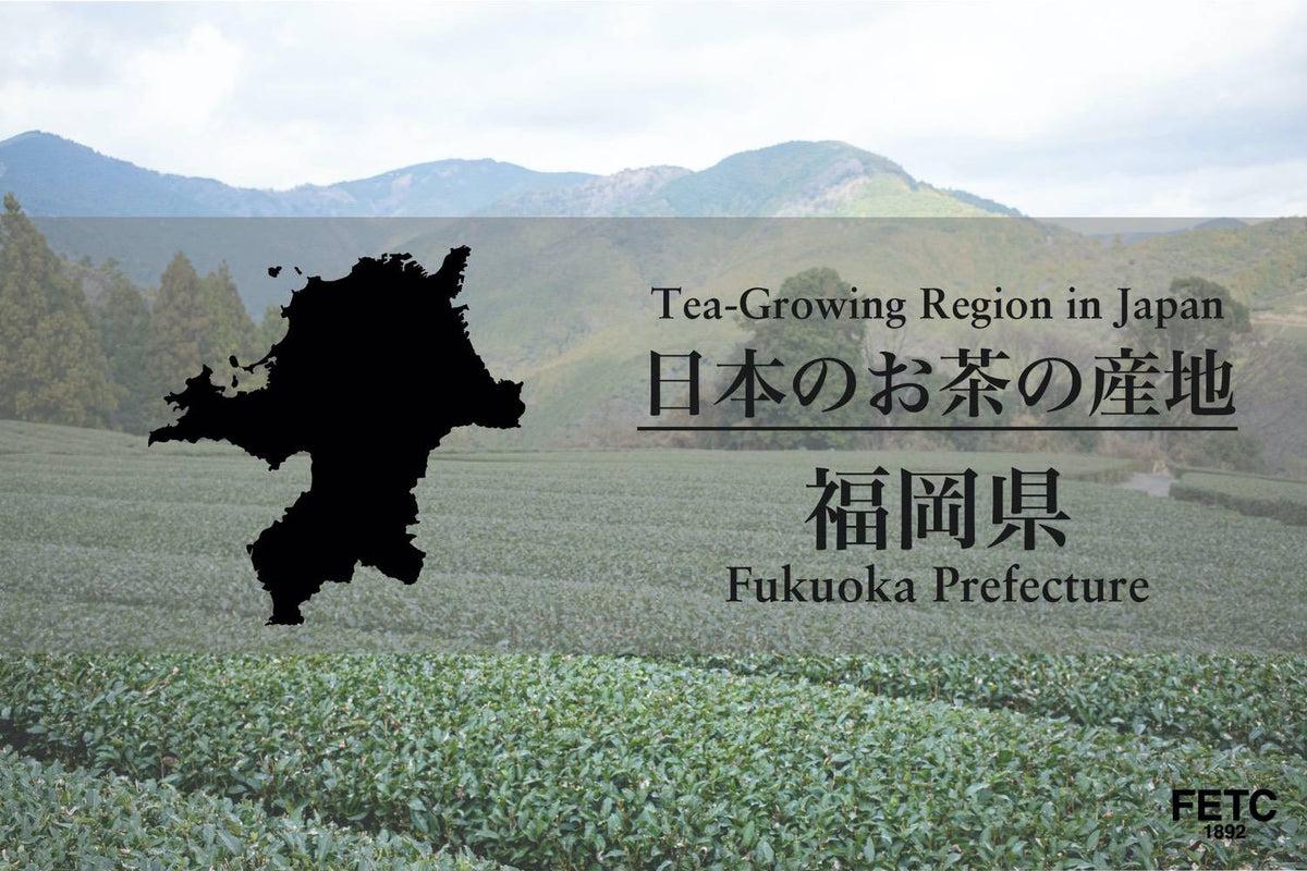 日本茶產地｜福岡縣