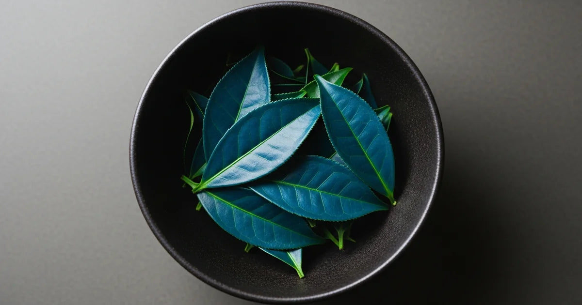 Okumidori tea cultivar leaves for matcha production showing deep blue-green color
