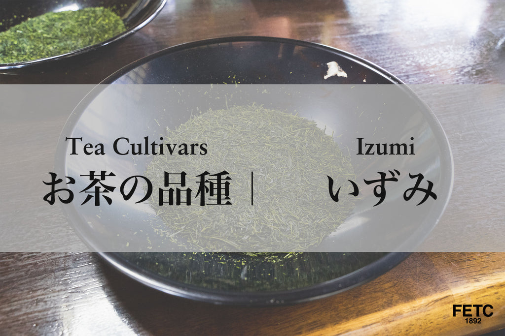 Tea Cultivar | Izumi