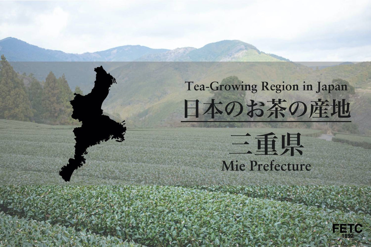 日本最大覆下茶產地：三重縣伊勢茶的實力與身世