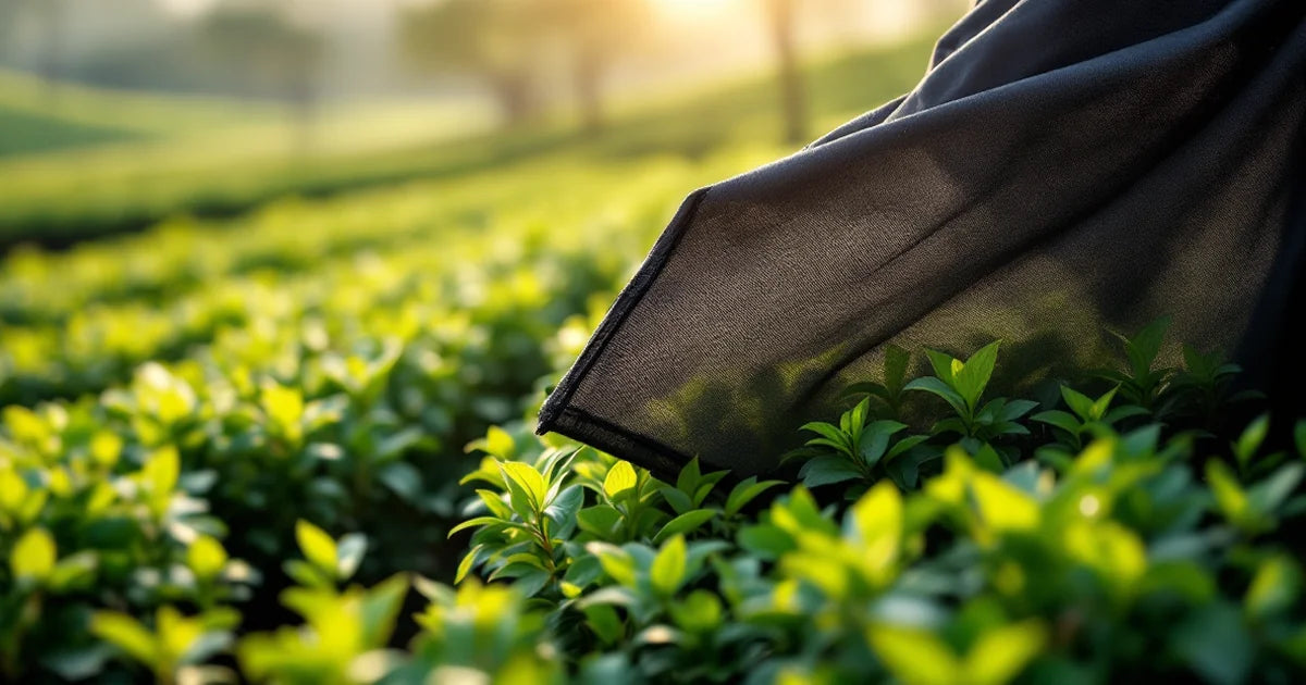 Black shade cloth draped directly over kabusecha tea bushes revealing bright green new shoots underneath, Japanese farm