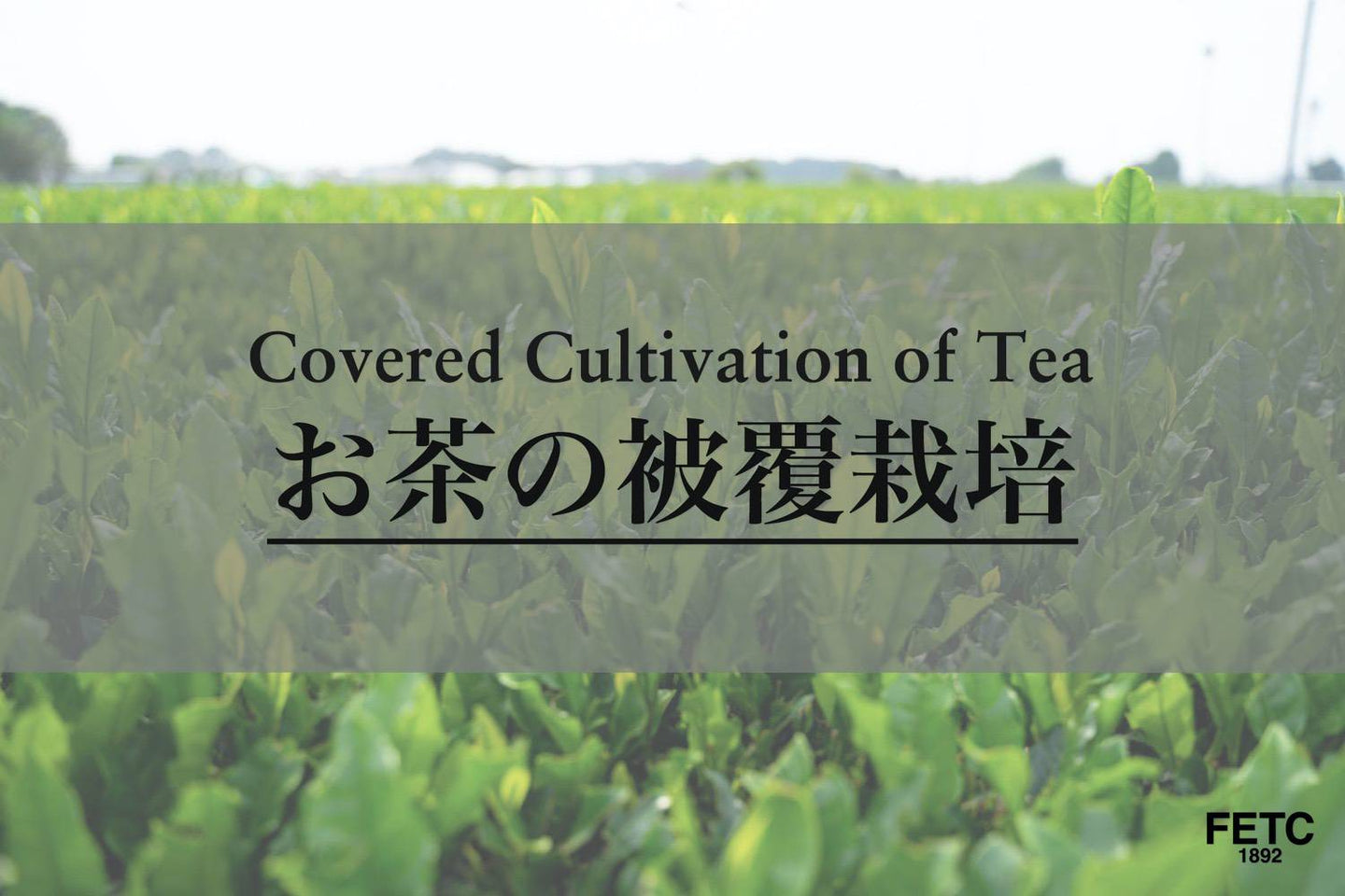 Shaded tea cultivation with black cover nets over rows of Japanese tea plants